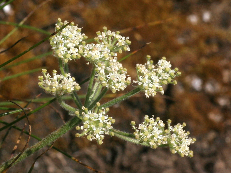 Athamanta cretensis  / Atamanta comune